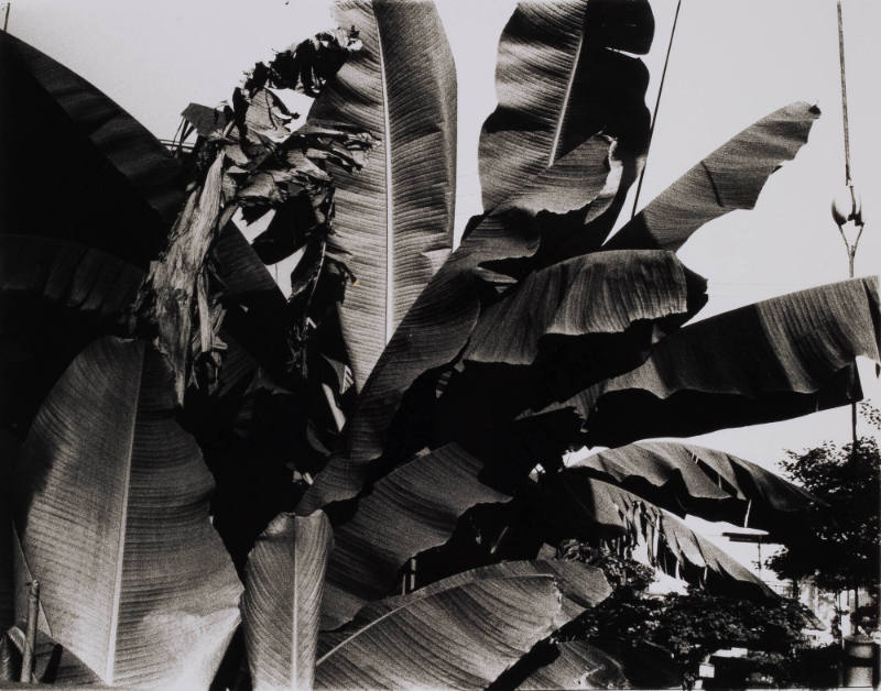 Plantain, Urawa City, Saitama