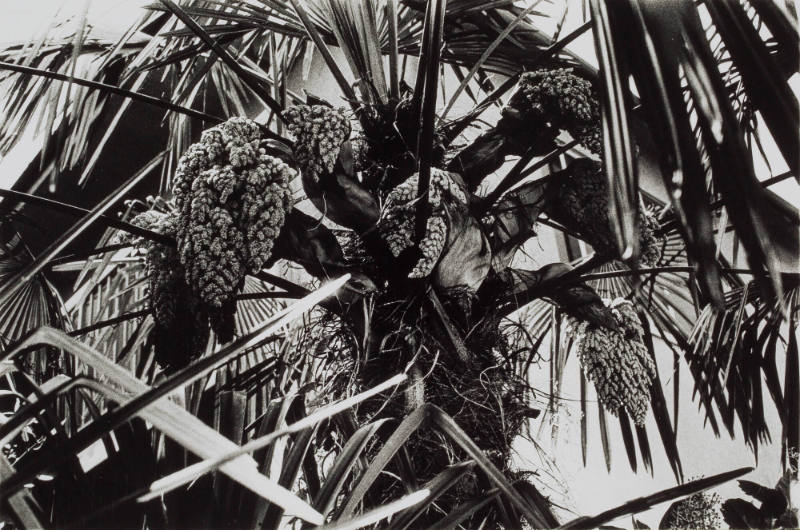 Documentary 96 ('86.6 Shibuya-ku, Tokyo)