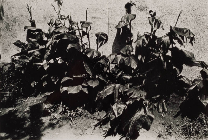 How to Create a Beautiful Picture 12: Summer Grass