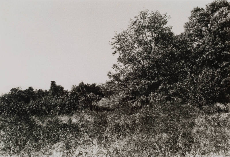 Clump of Trees, Mukawa Village, Yamanashi