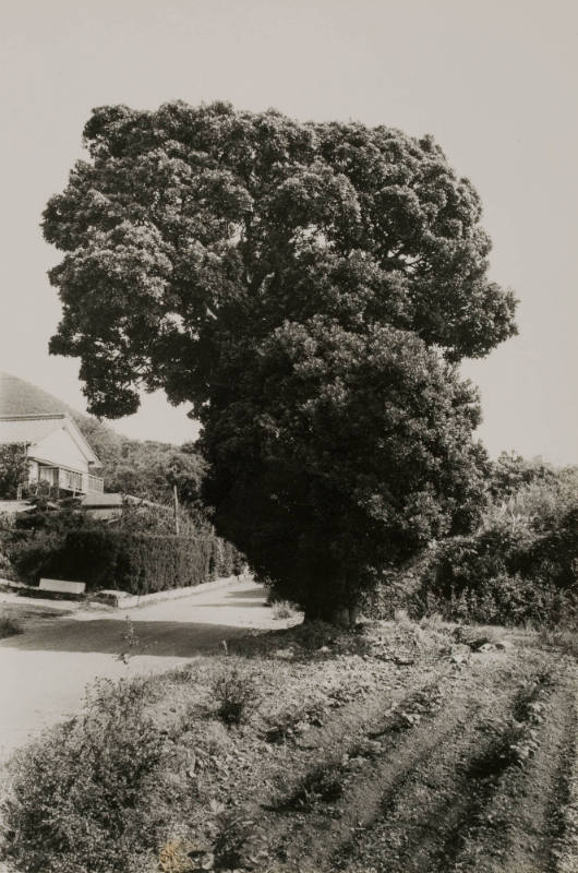 New Japan’s Scenic Trio 3: Hinohara-mura, Tokyo