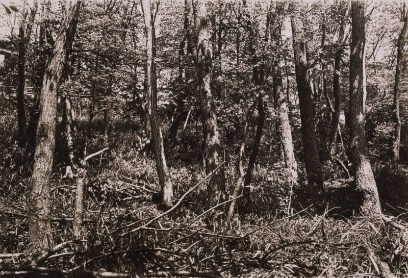 In a Forest, Mukawa Village, Yamanashi