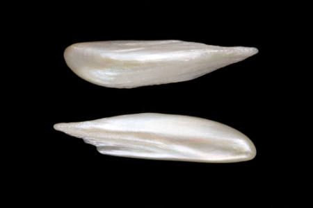American Freshwater Wing Pearls