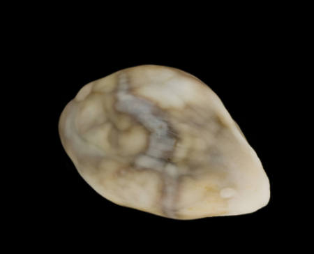 Natural Pacific Clam Pearl