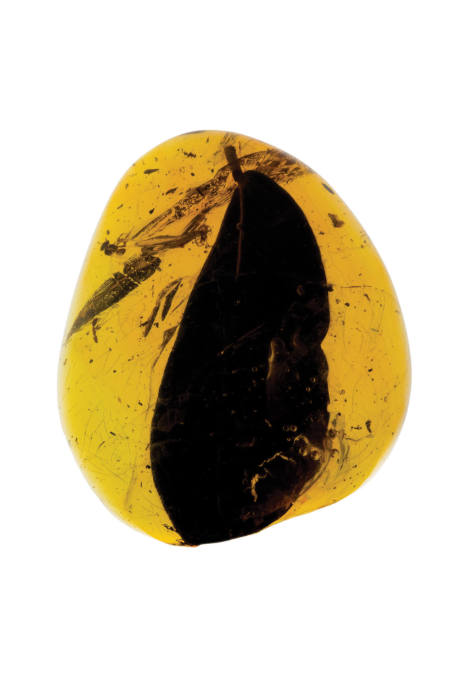 Dominican Amber