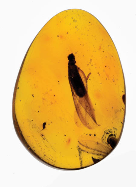 Dominican Amber