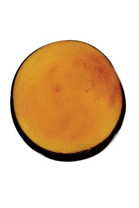 Dominican Amber