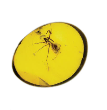 Baltic Amber