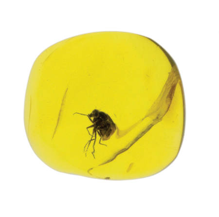 Baltic Amber