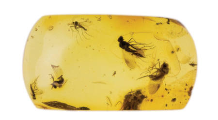 Baltic Amber