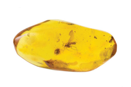 Baltic Amber