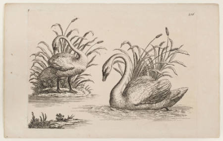 Page 216 (swans) from: Animals of Various Species