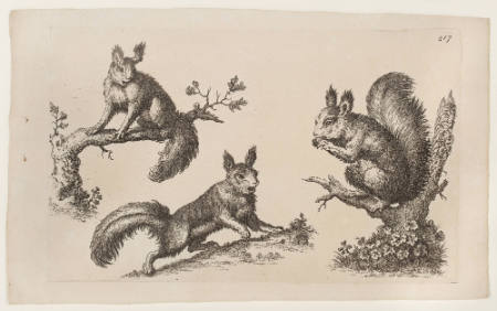 Page 217 (squirrels) from: Animals of Various Species