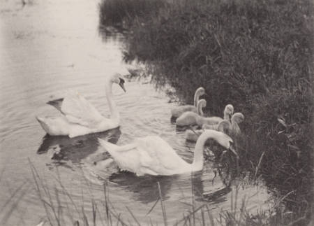 [Swans], from Scenes for Edwardian Life