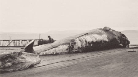 A 70-foot fin whale
