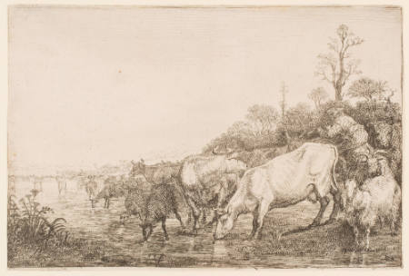 The Cattle Drinking