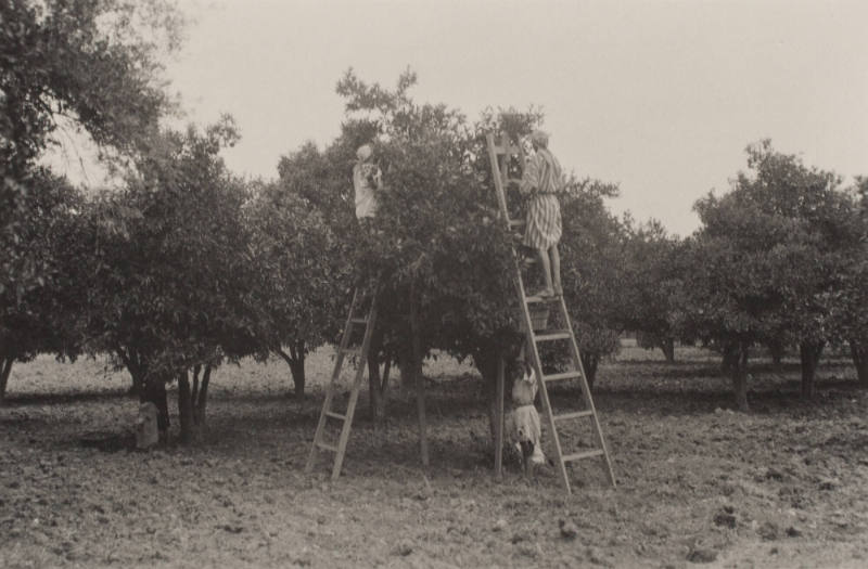 Plucking the oranges