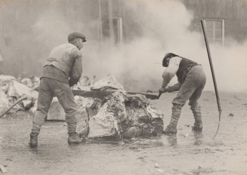 [Men sawing whale bone]