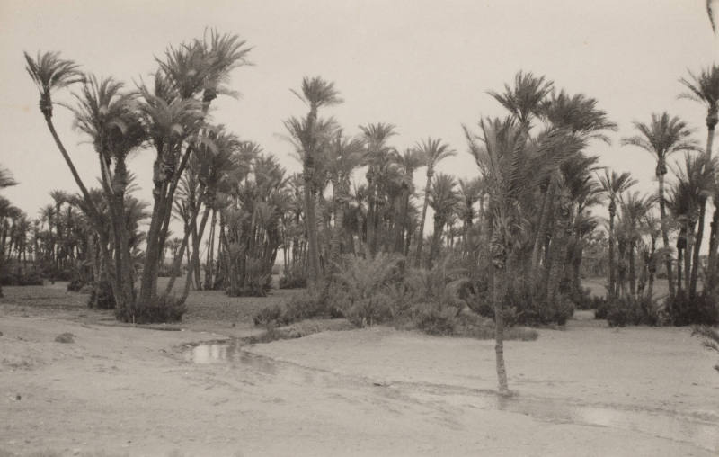 Date palms near Marakesh
