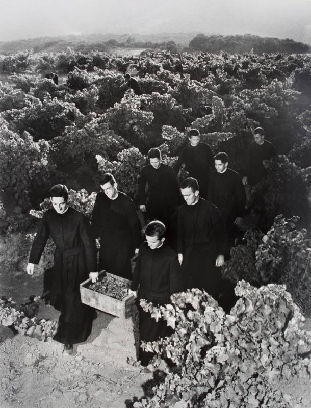 [Novices gathering grapes from the vineyard of the Sacred Heart Novitiate at Los Gatos, California]