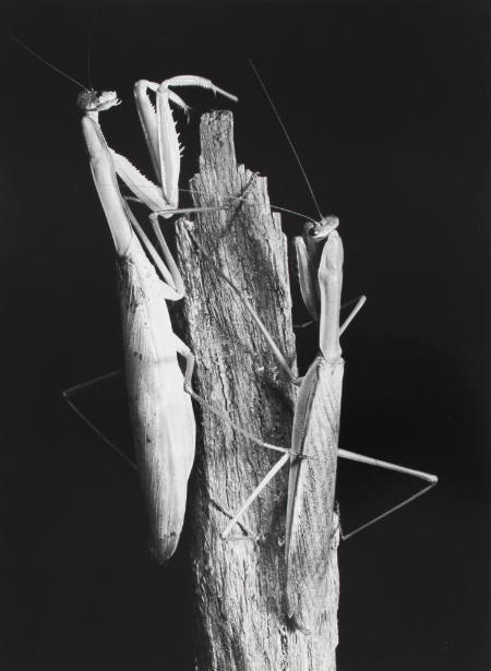 Praying Mantises