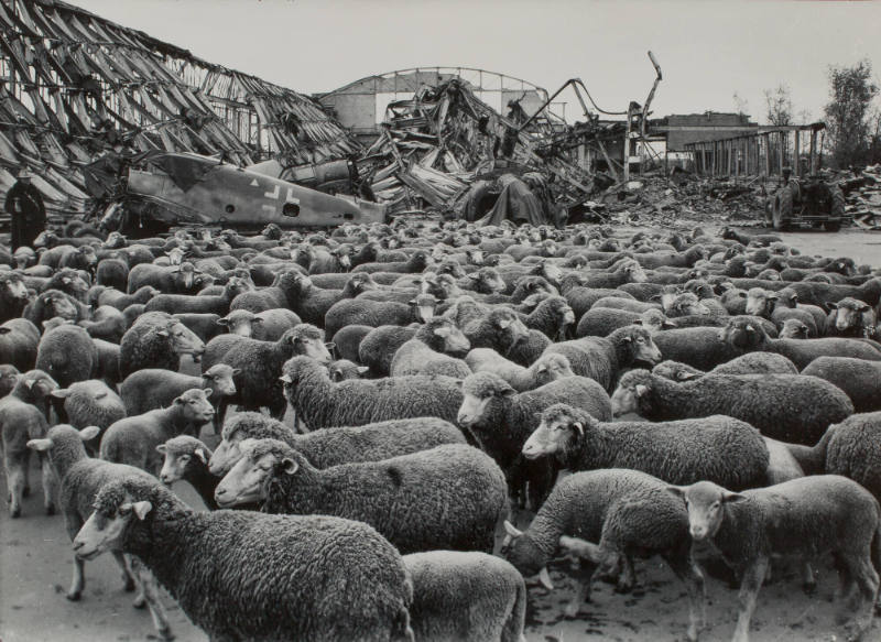 [Shepherd watching over sheep milling around remains of destroyed German aircraft after Allied Forces raid, Leipzig, Germany]
