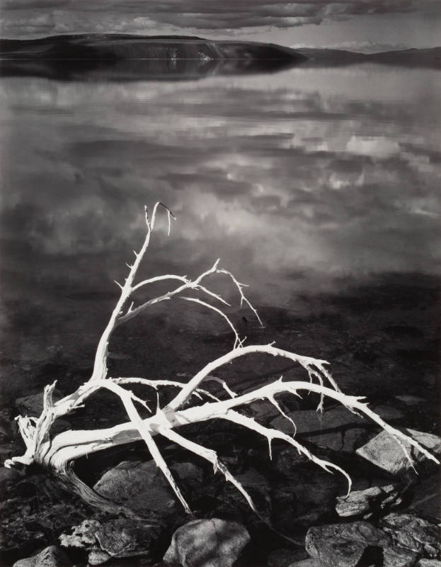 White branches, Mono Lake, California, from Portfolio VII
