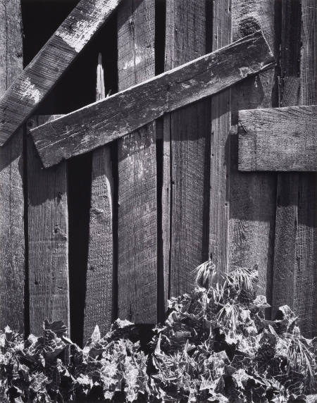 Boards and thistle, San Francisco, California, from Portfolio VII