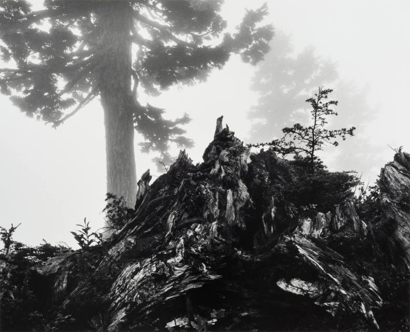 Tree, stump and mist, Northern Cascades, Washington, from Portfolio VII