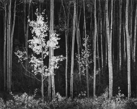 Aspens, Northern New Mexico, from Portfolio VII