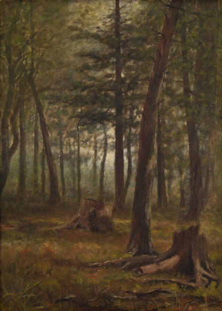 Woodland scene