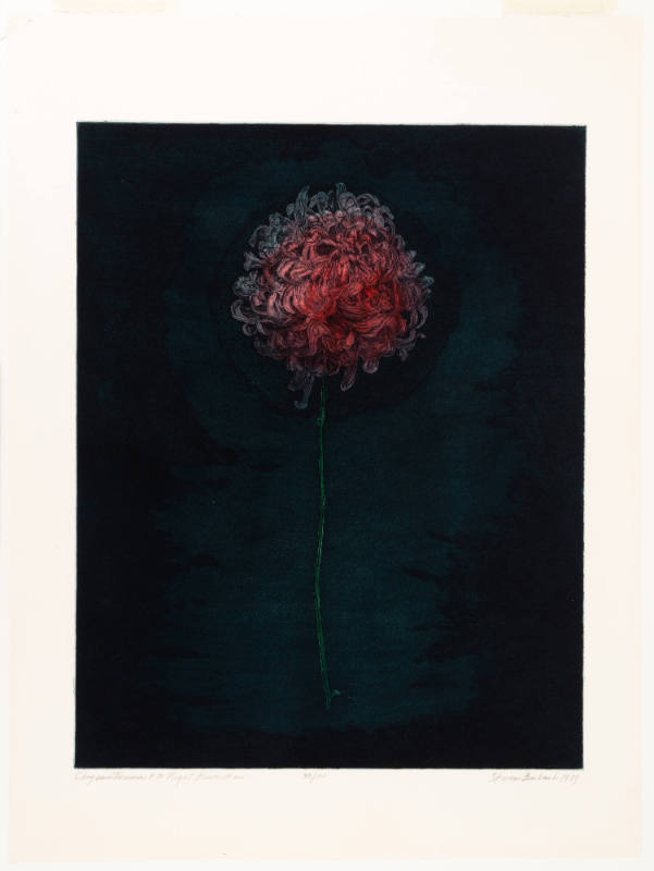 Chrysanthemum #3, Night Flower #2