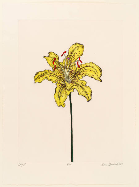 Lily II