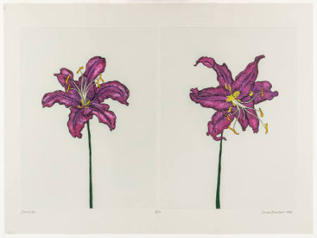 Two Lilys