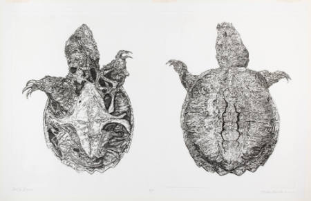 Turtle Dance