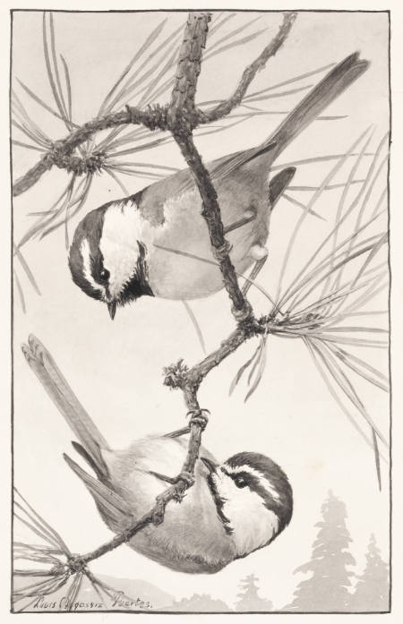 Gambel's Chickadee
