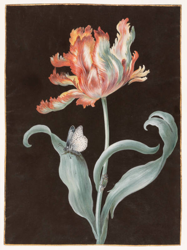A Red, White, and Yellow Parrot Tulip, a Butterfly, and a Beetle