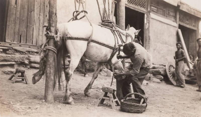 Farrier shoeing a horse