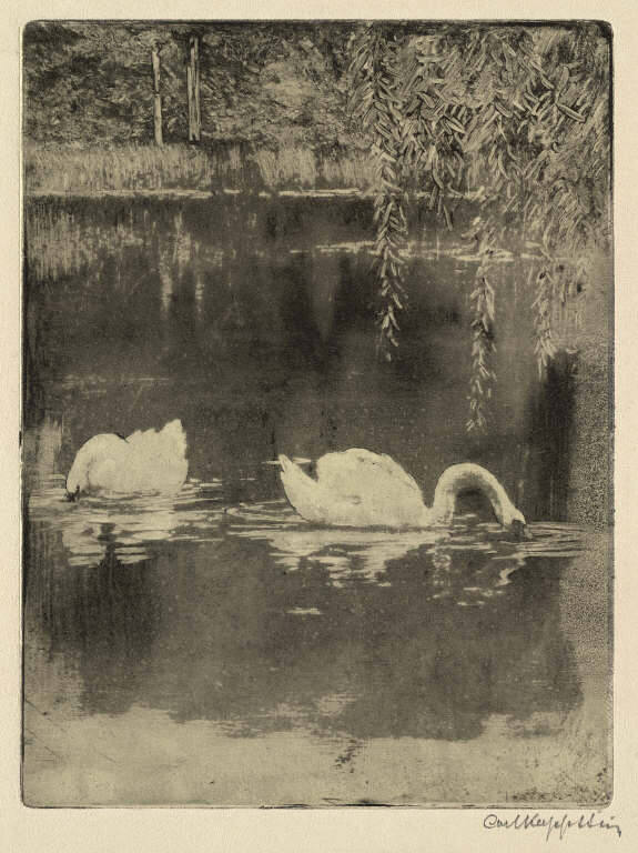 The Swan Pool