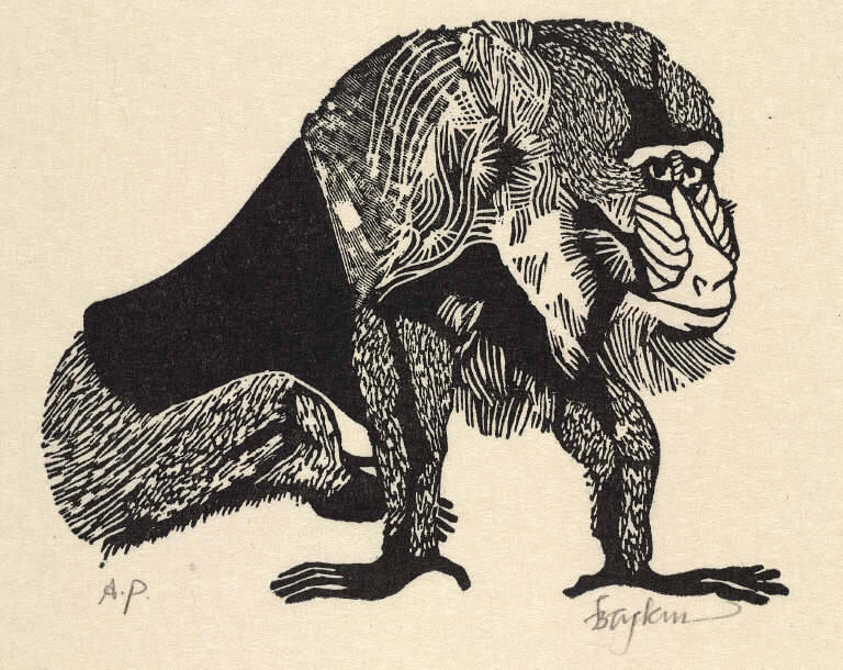 Mandrill, from A Little Book of Natural History