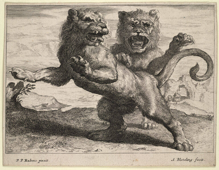 Varea Leonum Icones Pictae a Petro P. Rubens [Set of Four Lions after Peter P. Rubens]
