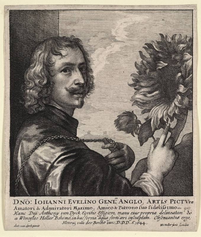 Van Dyck with a Sunflower