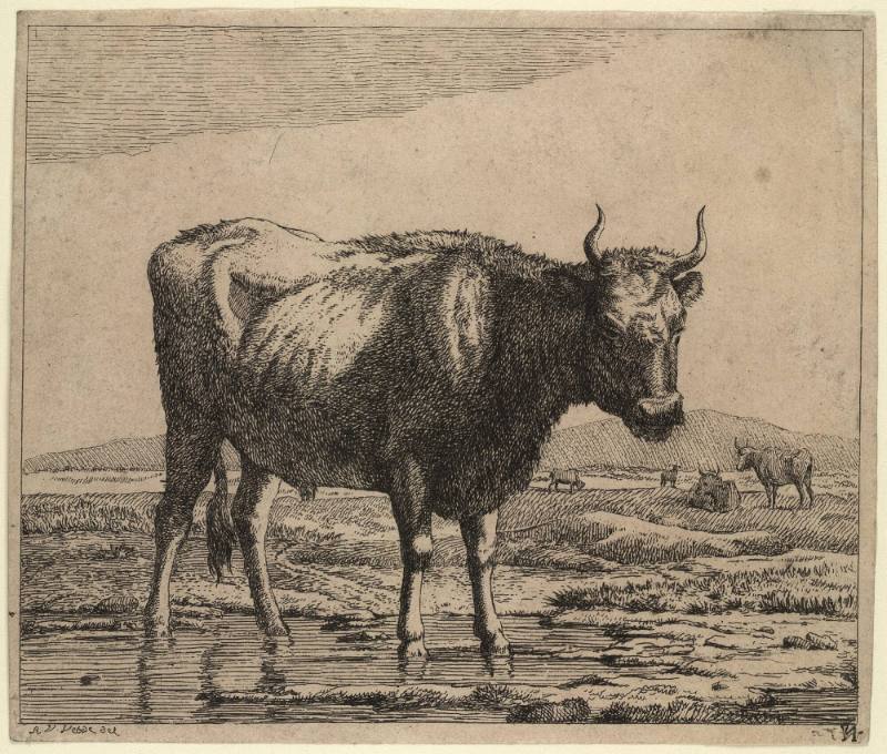 Bull in Foreground, 2 Cows and 2 Sheep in rear