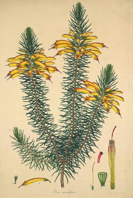 Erica grandiflora, botanical study