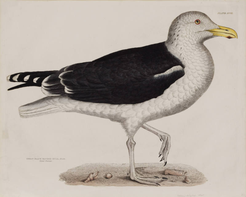 Great Black Backed Gull, Old. Winter Plumage