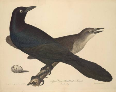 Great Crow Blackbird, Female