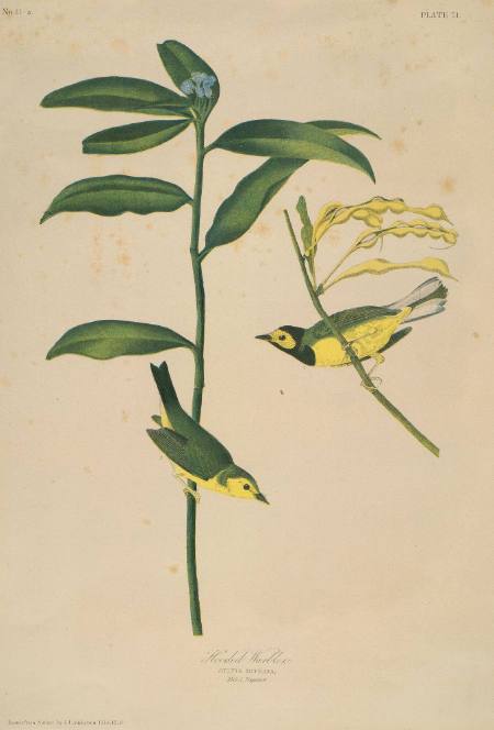 John James Audubon