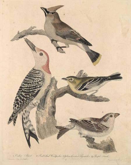 1. Cedar Bird 2. Red Bellied Woodpecker 3. Yellow -Throated Flycatcher 4. Purple Finch