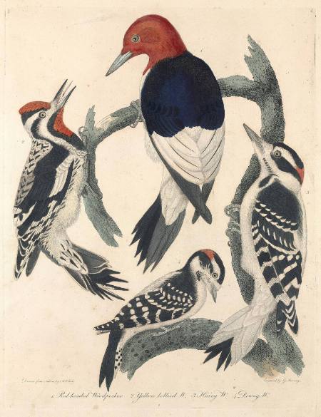 1. Red-Headed Woodpecker 2. Yellow -Bellied W. 3. Hairy W. 4. Downy W.