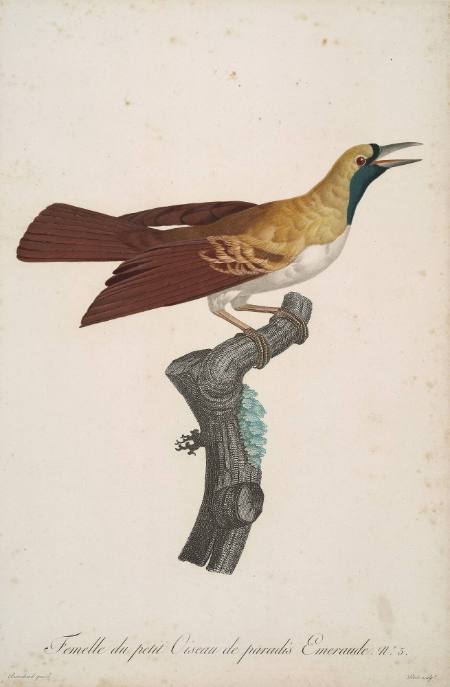 Femelle du Petit Oiseau de Paradis Emeraude No. 5 [Female of the Small Emerald Bird of Paradise, no. 5]